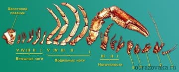 Конечности речного рака их функции и строение, сколько пар ходильных ног