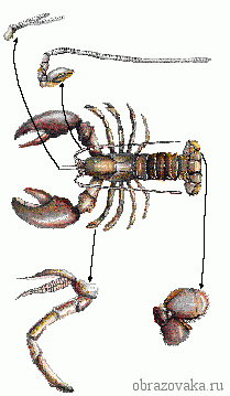 Конечности речного рака их функции и строение, сколько пар ходильных ног