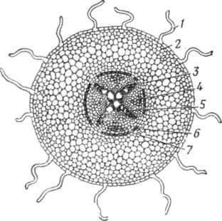 Корень &ndash; зоны корневой системы, таблица типов