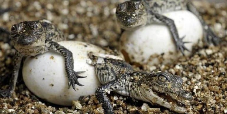 Крокодилы &mdash; описание, виды, особенности строения и интересные факты