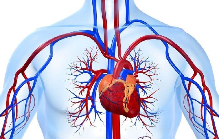 Кровь &ndash; строение клеток в таблице (биология, 8 класс)