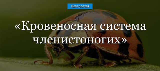 Кровеносная система членистоногих – незамкнутая или замкнутая, сердце