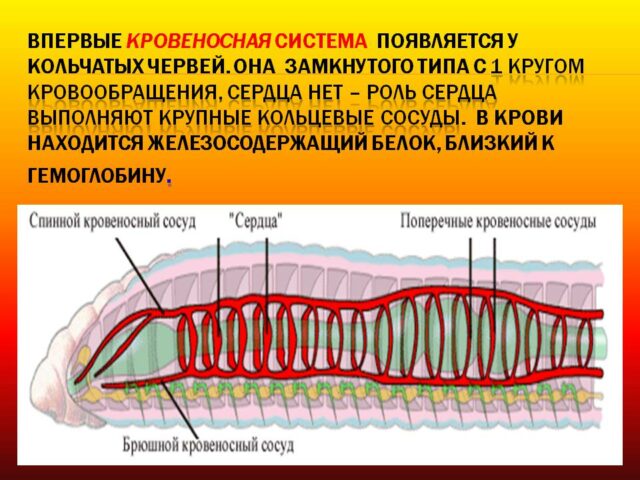 Кровеносная система кольчатых червей &ndash; тип, строение, характеристики и особенности кратко (7 класс, биология)