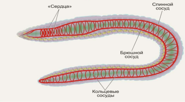 Кровеносная система кольчатых червей &ndash; тип, строение, характеристики и особенности кратко (7 класс, биология)