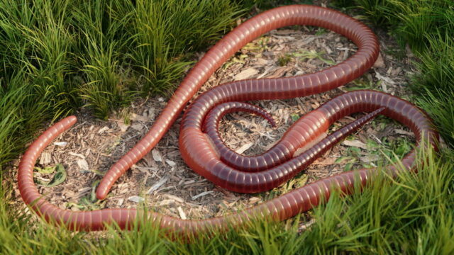 Кровеносная система кольчатых червей &ndash; тип, строение, характеристики и особенности кратко (7 класс, биология)