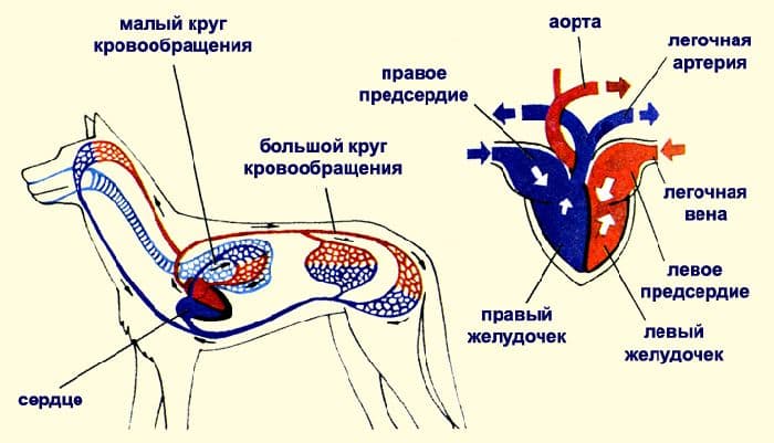 Кровеносная система млекопитающих – кратко об органах