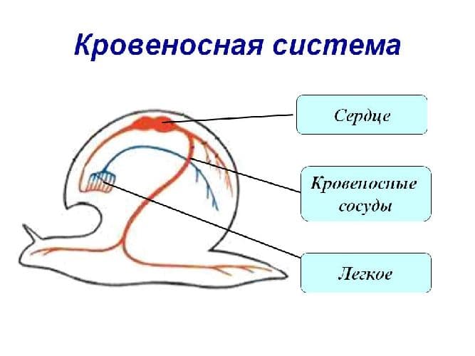 Кровеносная система моллюсков – какая?