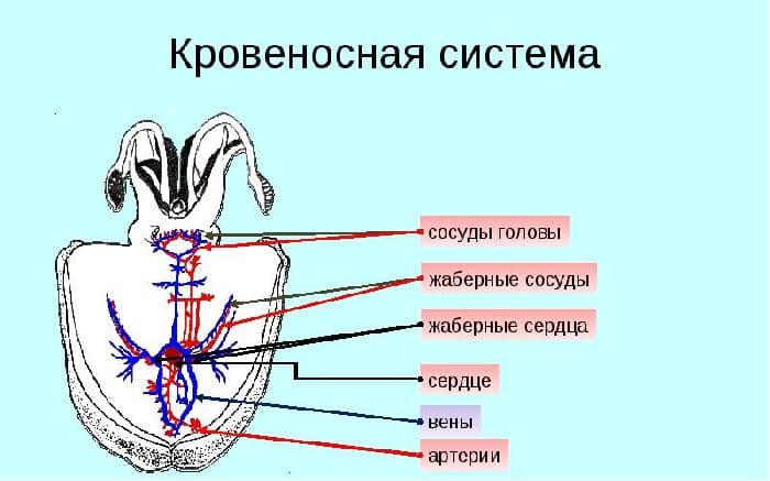 Кровеносная система моллюсков – какая?