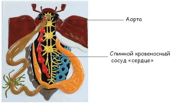 Кровеносная система насекомых &ndash;&nbsp;какие функции выполняет,&nbsp;характеристики,&nbsp;особенности строения кратко (7 класс, биология)