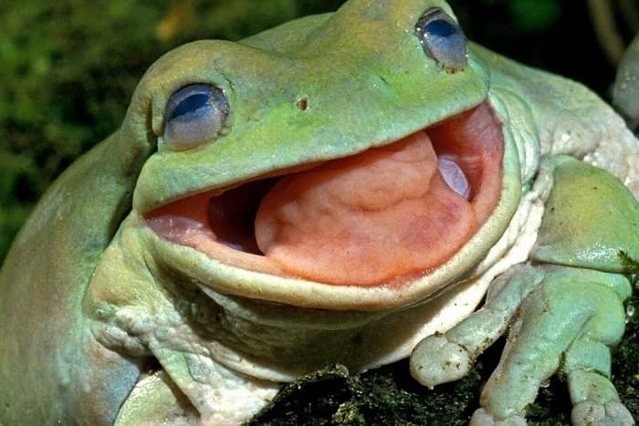 Кровеносная система земноводных &mdash; особенности строения, из чего состоит, схема