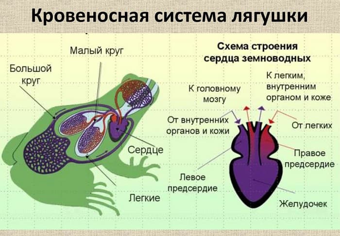 Кровеносная система земноводных &mdash; особенности строения, из чего состоит, схема