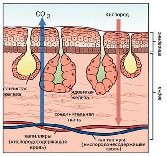 Кровеносная система земноводных &mdash; особенности строения, из чего состоит, схема