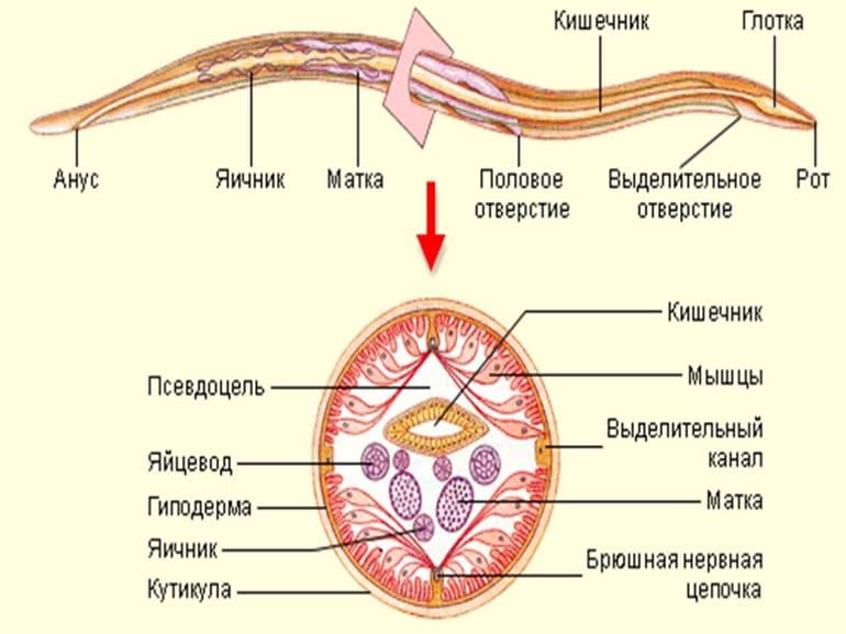 Круглые черви — общая характеристика, признаки и строение