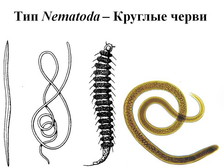 Круглые черви — общая характеристика, признаки и строение