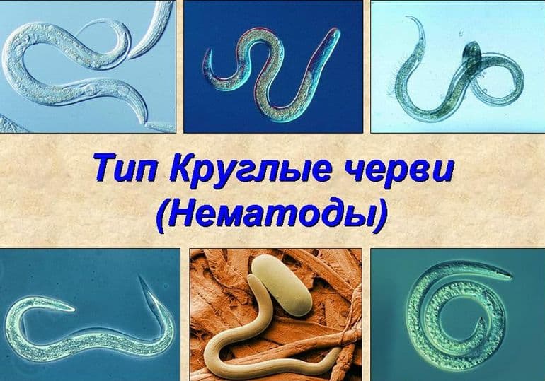 Круглые черви — общая характеристика, признаки и строение