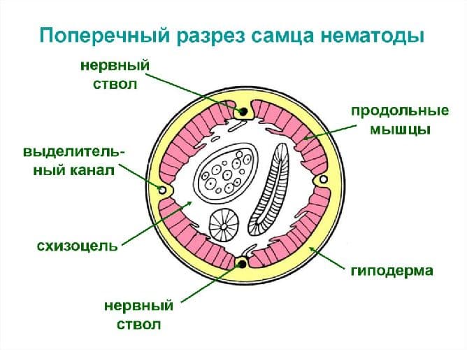 Круглые черви &ndash; общая характеристика типа, какие черты строения характерны