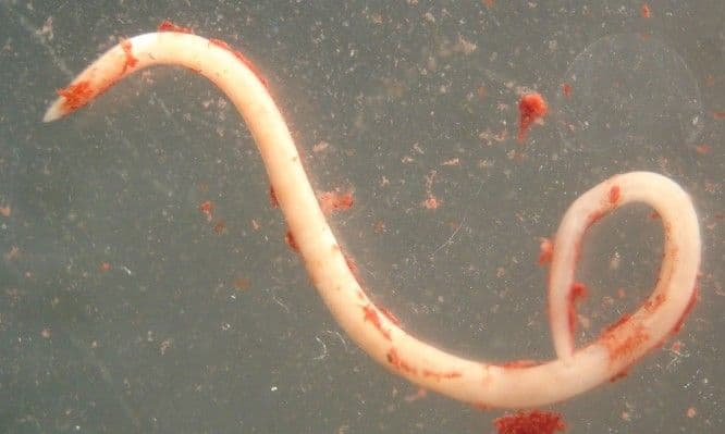 Круглые черви &ndash; общая характеристика типа, какие черты строения характерны