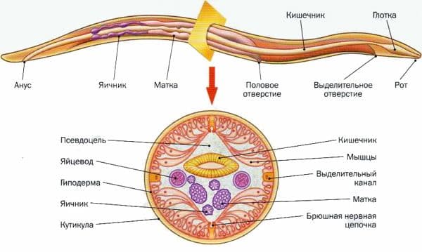 Круглые черви &ndash; общая характеристика типа, какие черты строения характерны