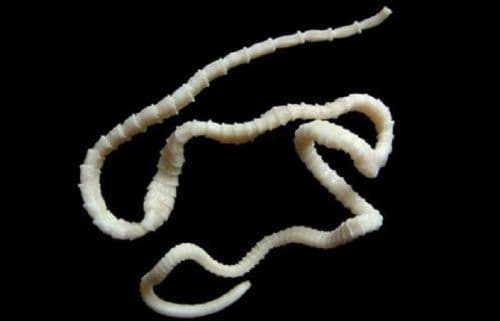 Круглые черви &ndash; представители классов