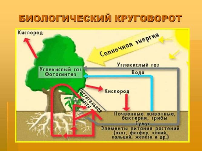 Круговорот веществ в биосфере – энергия, сущность и значение биологического круговорота