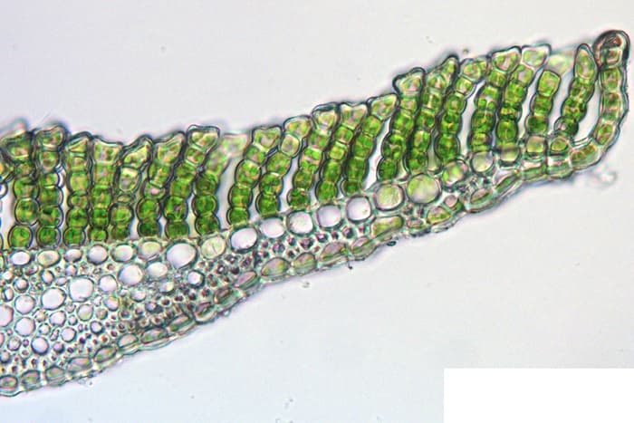 Кукушкин лен &mdash; особенности строения, общая характеристика и стадии развития мха