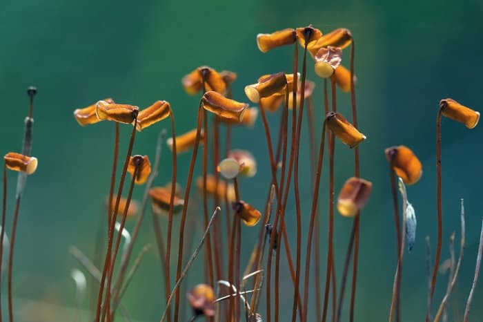 Кукушкин лен &mdash; особенности строения, общая характеристика и стадии развития мха