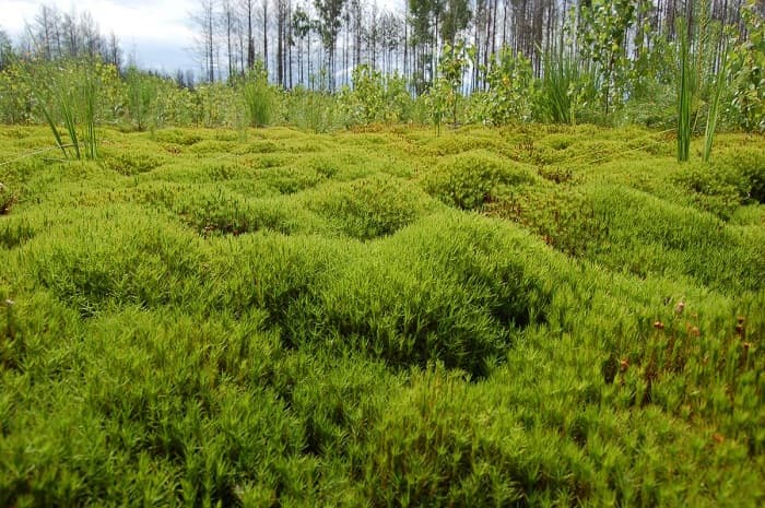 Кукушкин лен &mdash; особенности строения, общая характеристика и стадии развития мха