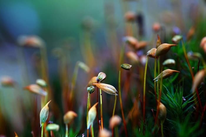 Кукушкин лен &mdash; особенности строения, общая характеристика и стадии развития мха