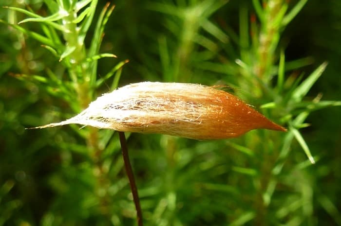 Кукушкин лен &mdash; особенности строения, общая характеристика и стадии развития мха