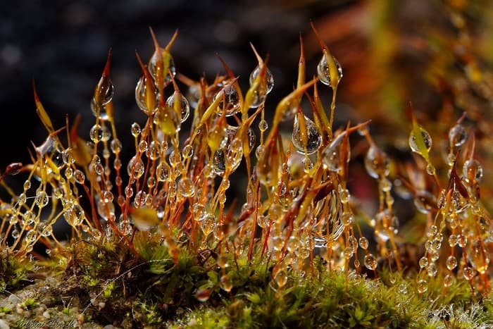Кукушкин лен &mdash; особенности строения, общая характеристика и стадии развития мха
