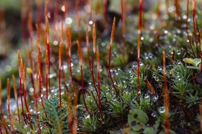Кукушкин лен &mdash; особенности строения, общая характеристика и стадии развития мха