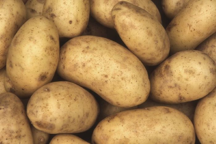 Культурные растения &ndash; какие бывают названия видов, список и примеры кратко (5 класс, биология)