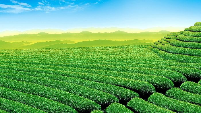 Культурные растения &ndash; какие бывают названия видов, список и примеры кратко (5 класс, биология)