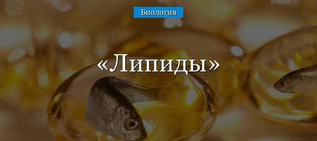 Липиды – классификация, строение и свойства в мембранах клеток