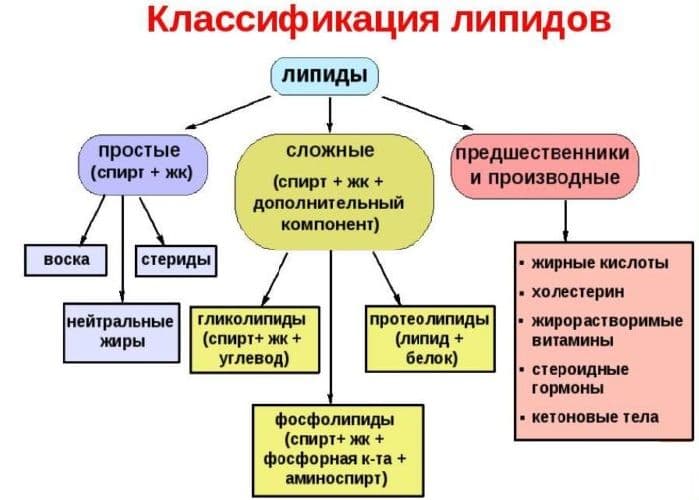 Липиды – классификация, строение и свойства в мембранах клеток