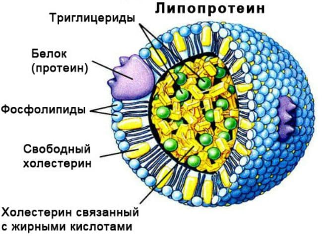 Липиды – классификация, строение и свойства в мембранах клеток