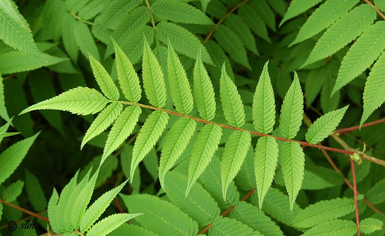 Листорасположение — виды, примеры и значение в биологии