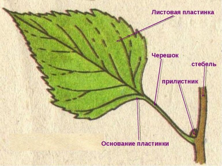 Листорасположение — виды, примеры и значение в биологии