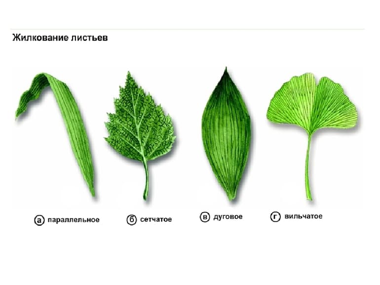 Листорасположение — виды, примеры и значение в биологии