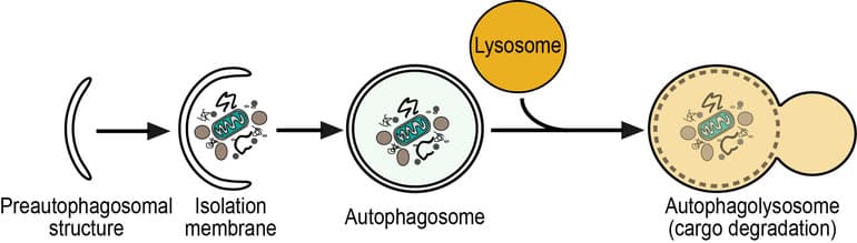 Лизосомы в биологии &mdash; особенности строения и основные функции