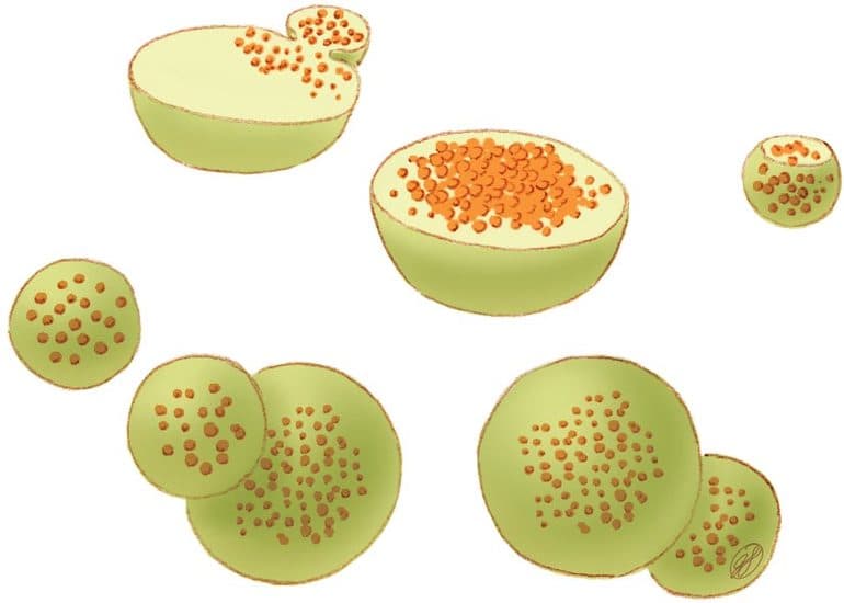 Лизосомы в биологии &mdash; особенности строения и основные функции