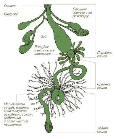 Майский жук &mdash; описание, строение и характеристика насекомого