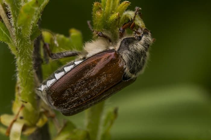 Майский жук &mdash; описание, строение и характеристика насекомого