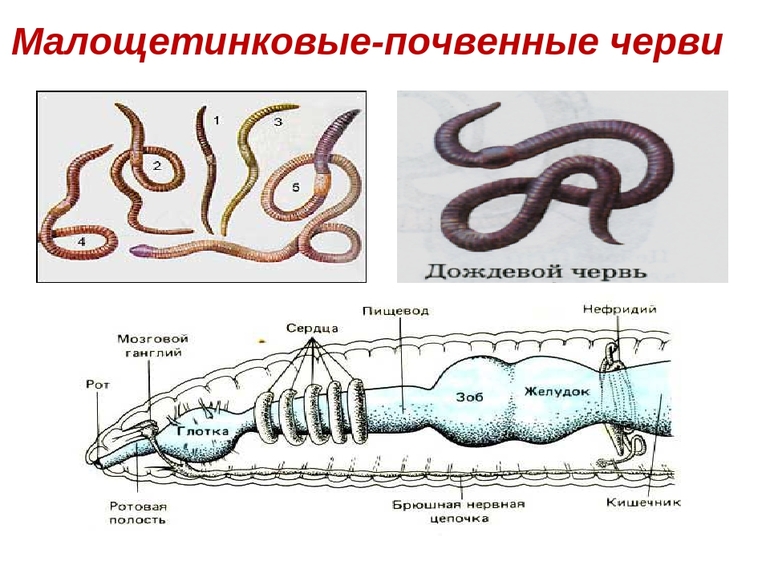 Малощетинковые черви — общая характеристика класса, признаки и строение