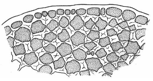 Механическая ткань растений (водных и наземных)
