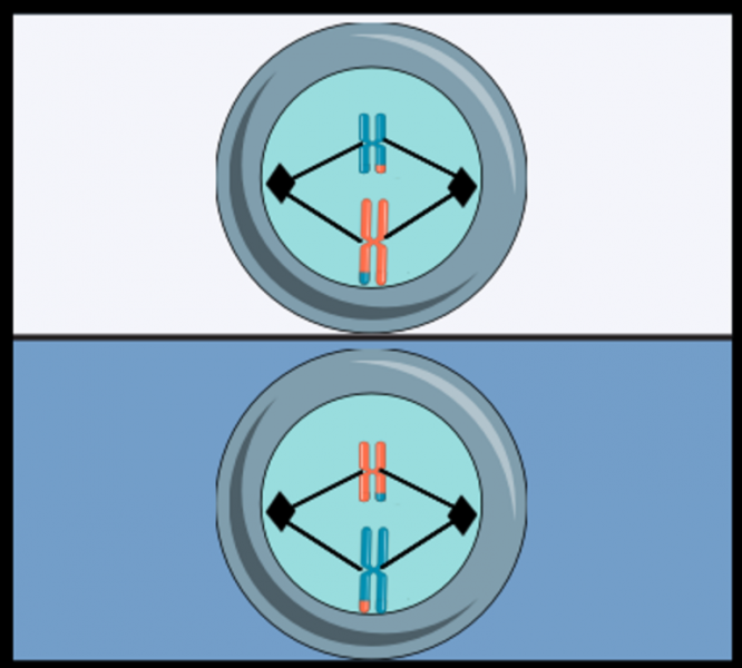 Мейоз &mdash; понятие, последовательность и особенности протекания процессов