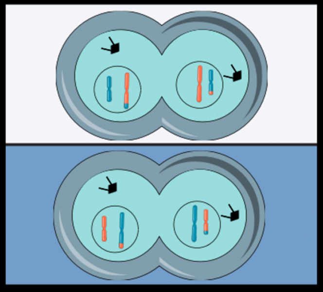 Мейоз &mdash; понятие, последовательность и особенности протекания процессов
