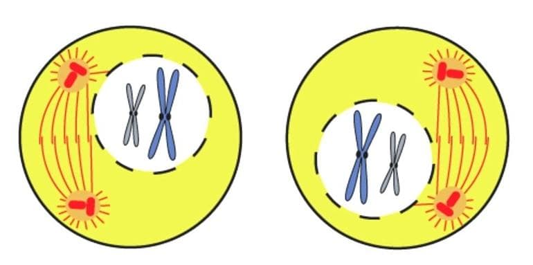 Мейоз &mdash; понятие, последовательность и особенности протекания процессов