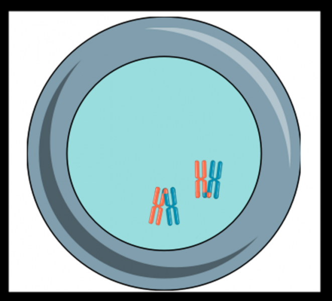 Мейоз &mdash; понятие, последовательность и особенности протекания процессов