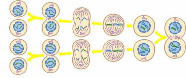 Мейоз &mdash; понятие, последовательность и особенности протекания процессов